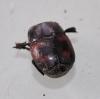 Hister quadrimaculatus